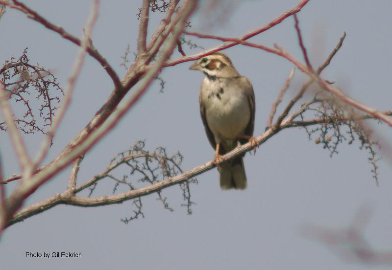 Lark Sparrow May 07 Field Trip 